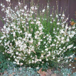 GAURA LINDHEIMERI