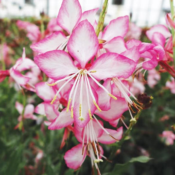 GAURA LINDHEIMERI GAURIELLA BICOLORE POT 6"