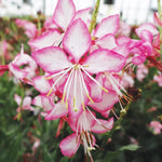 GAURA LINDHEIMERI