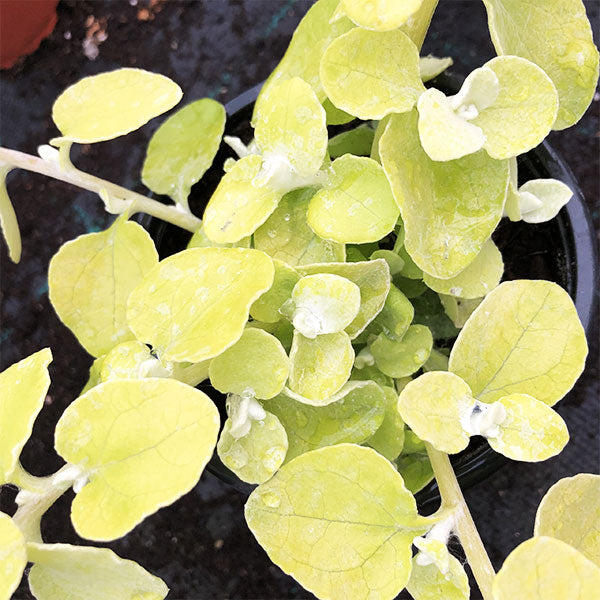 Hélichrysum en pot de 11,5 cm