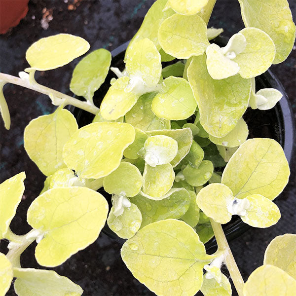 HELICHRYSUM 4.5" POT