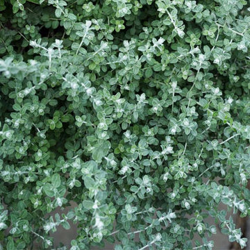 HELICHRYSUM SPP. 2PPP HELICHRYSUM PETITES FEUILLES 4.5" POT
