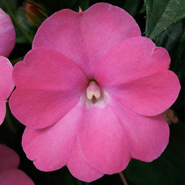 IMPATIENS X HAWKERI SUNPATIENS COMPACT ( GALLON ) 