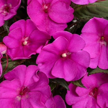 VIOLET
