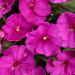 IMPATIENS X HAWKERI SUNPATIENS COMPACT ( GALLON )