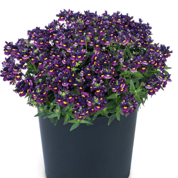 Nemesia Escential pot de 11,4 cm