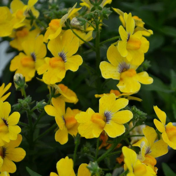 Nemesia Escential pot de 11,4 cm