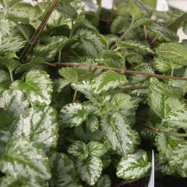 Plante d'accompagnement - pot de 4,5 po