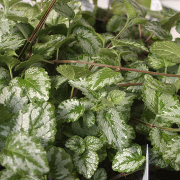 Plantes d'accompaccord 2 ppp ladintrum
