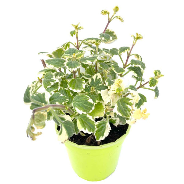 Plante d'accompagnement - pot de 4,5 po