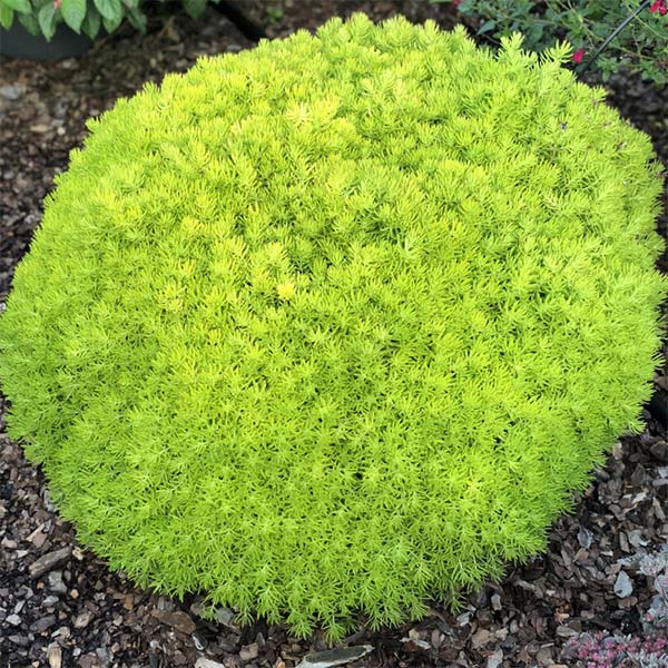 Plante d'accompagnement - pot de 4,5 po