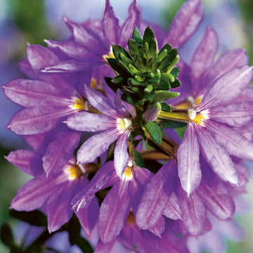 Scaevola aemula FANTAISIE SAPHIRA