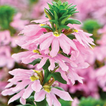 Scaevola aemula SCALORA TOPAZE ROSE