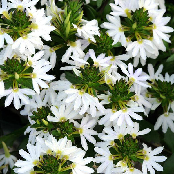 Scaevola, pot de 11,4 cm