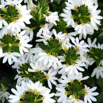 Scaevola aemula TOPPOT BLANC