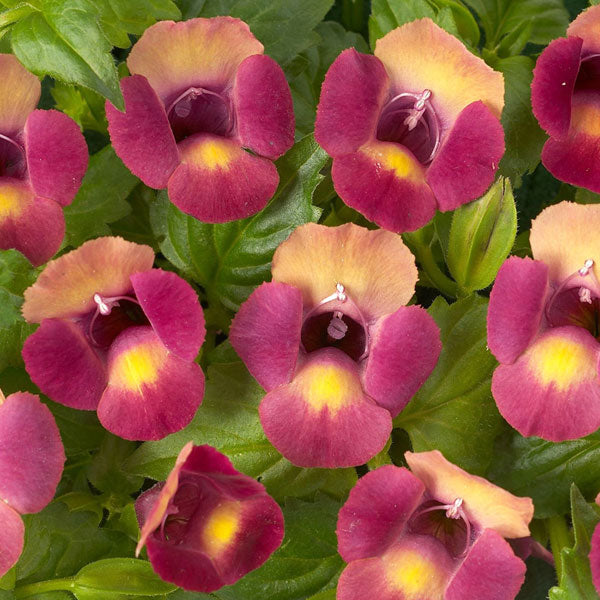 Torenia Moon pot de 4,5 po