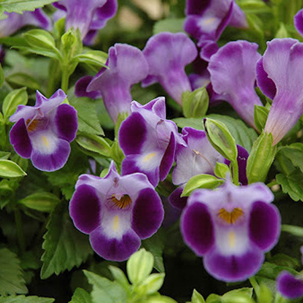 Torenia Moon pot de 4,5 po