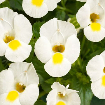 BLANC