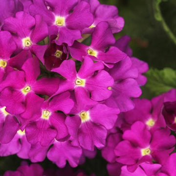 ESTRELLA BLUEBERRY
