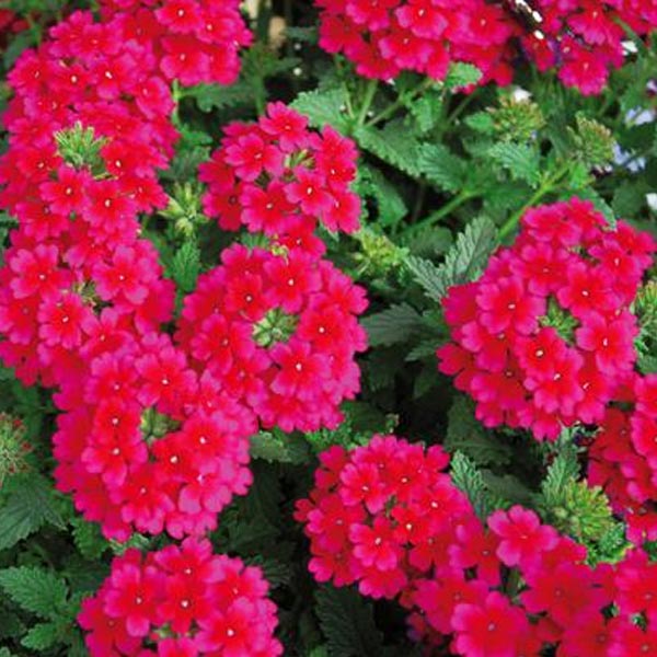 Verbena X Hybrida 4.5" POT