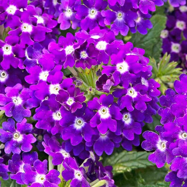 Verbena X Hybrida 4.5" POT
