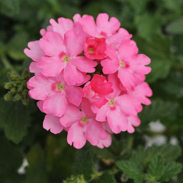 LASCAR PINK