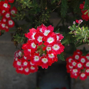 LASCAR RED ROSE