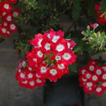 VERBENA X HYBRIDA 4.5" POT