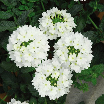 LASCAR WHITE