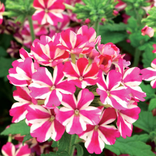 Verbena X Hybrida 4.5" POT