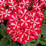 VERBENA X HYBRIDA 4.5" POT