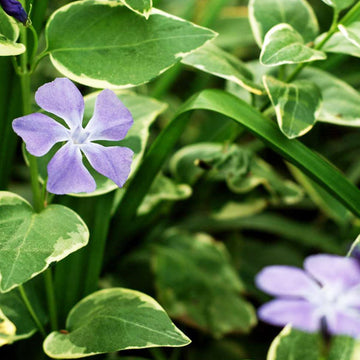 VINCA SPP. 2PPP GRANDE PERVENCHE PANACHÉE (VERTE)