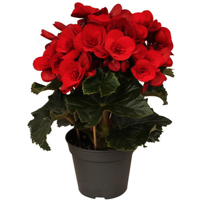 Begonia