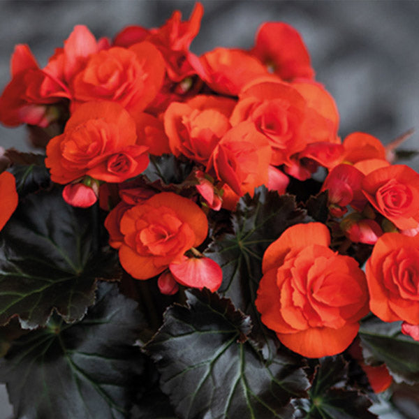 Begonia