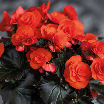 Begonia