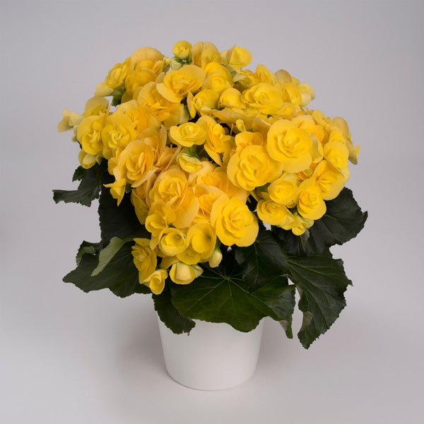 Begonia