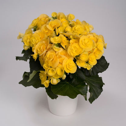 Begonia