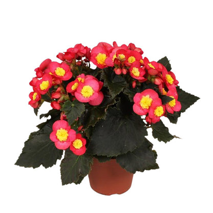Begonia