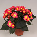 BEGONIA