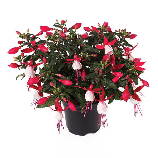 Fuchsia