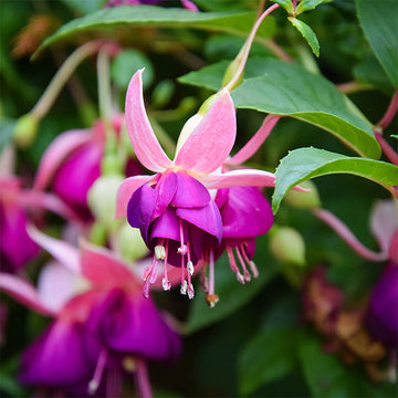 FUCHSIA BELLA FAYA 4.5" POT