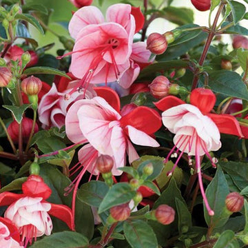 FUCHSIA BELLA LAURA 4.5" POT