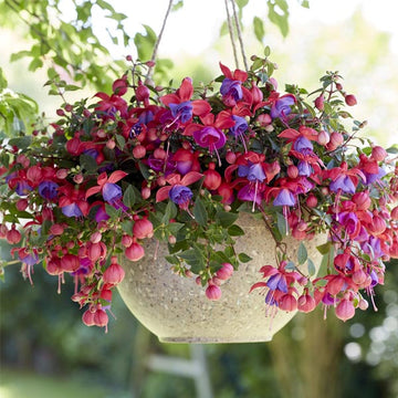 FUCHSIA BELLA MARIA 4.5" POT