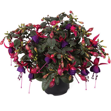 FUCHSIA BELLA SOILA (BURGUNDY-RED) 4.5" POT