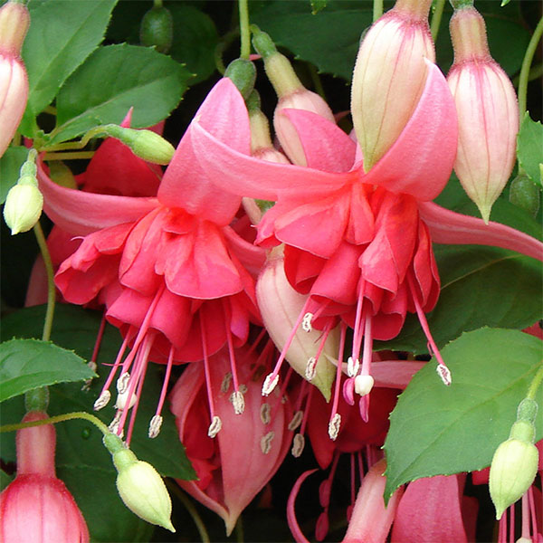 Fuchsia