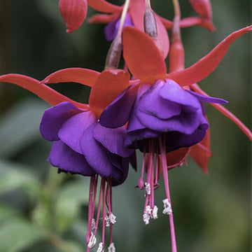 FUCHSIA DOLLARD PRINCESS (BICOLOR PURPLE-RED) 4.5" POT