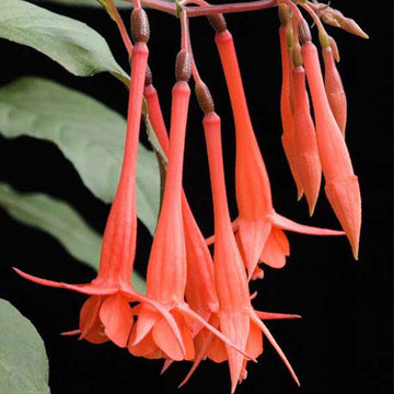 FUCHSIA INSULIDE  (ORANGE) 4.5" POT