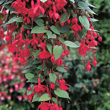 FUCHSIA MARINKA (RED) 4.5" POT
