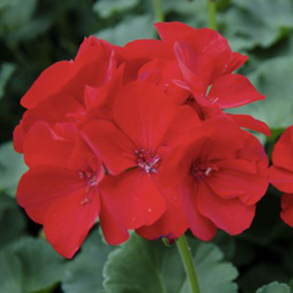 Géranium pot 5 po