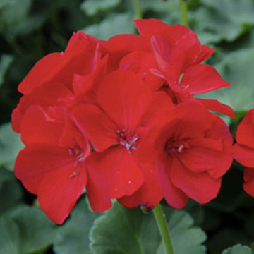 GERANIUM PELARGONIUM MOONLIGHT ORANGE (VANESSA) POT 12 CM